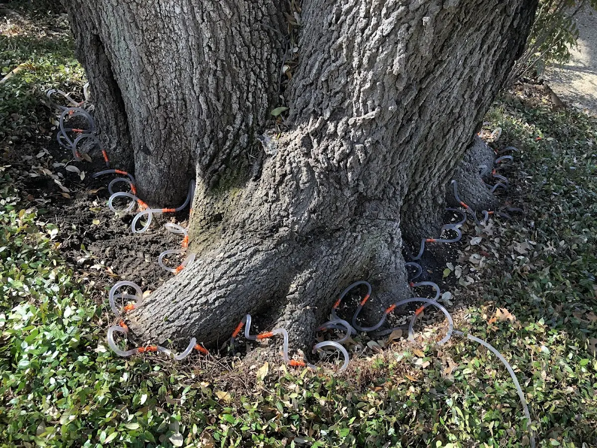 Detailed Tree Cabling and Bracing job site in Carson