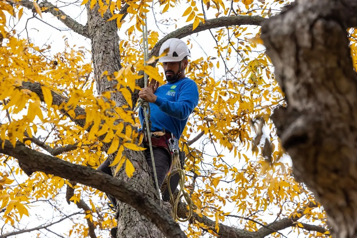 Skilled Tree Planing crew working in Carson
